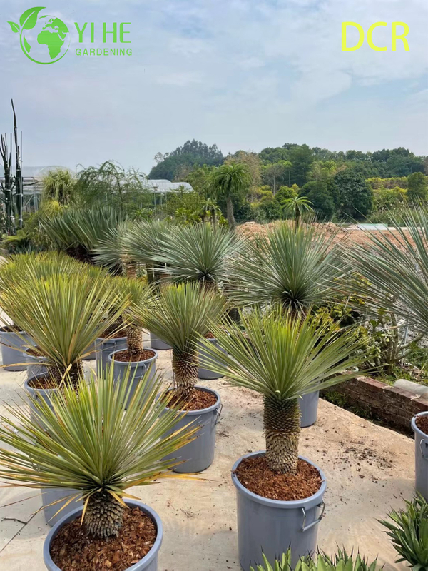 Live Beaked Yucca A Cold Hardy Drought-Tolerant Outdoor Plant Bonsai