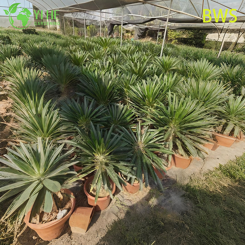 Live Madagascar Palm A Tall Spiny Trunk Pachypodium Succulent Bonsai