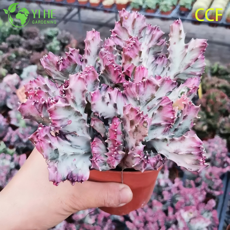 Live Coral Cactus a Grafted Wavy Crested Euphorbia Lactea Bonsai