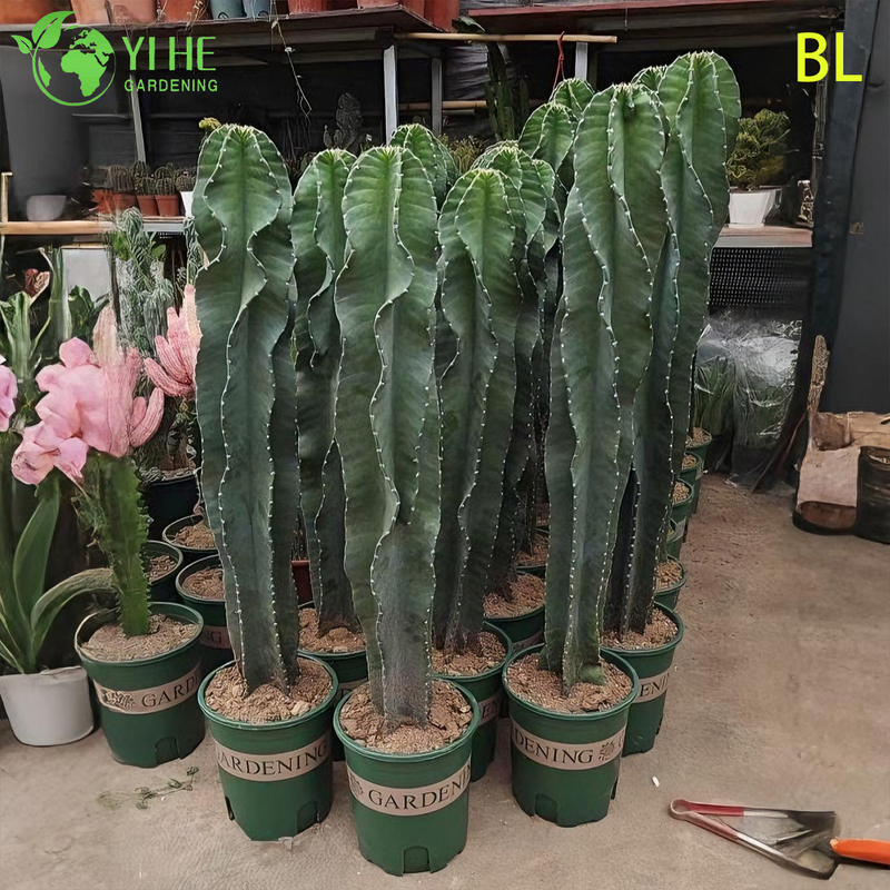 Live Peruvian Apple Cactus A Fast-Growing Edible Fruit Tree