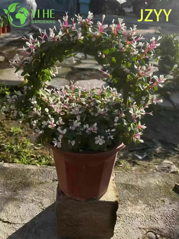 Live Rainbow Elephant Bush A Pink Tricolor Variegated Succulent Bonsai