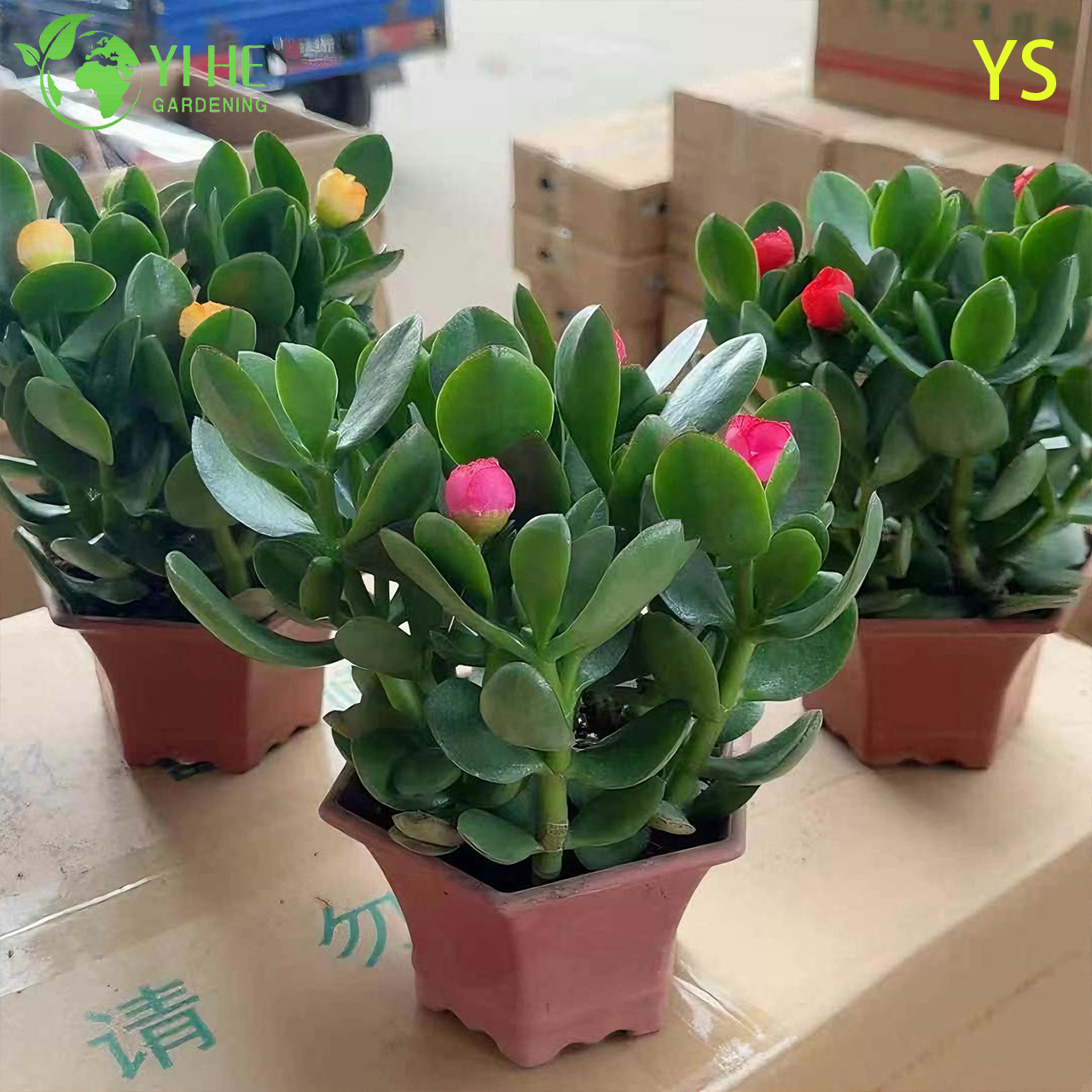Live Jade Plant A Fleshy-Leaf Crassula Ovata Good Luck Succulent