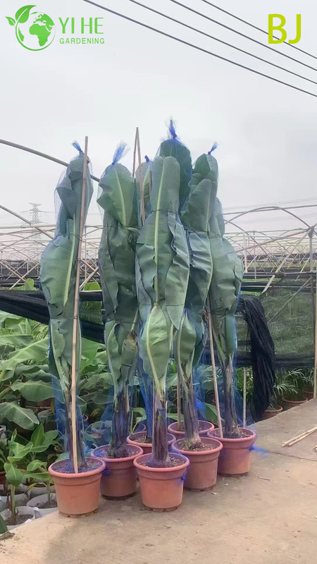 Wholesale Large Leaf Tropical Banana Plant for Garden Landscape Decor Bonsai