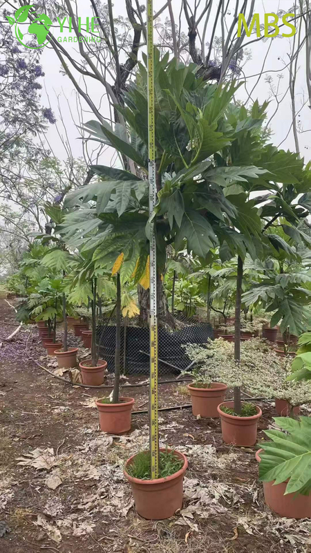 Wholesale Live Breadfruit Tree Artocarpus Edible Tropical Plant Bonsai