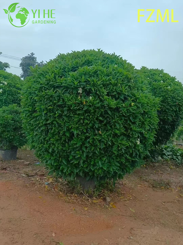 Wholesale Live Radermachera Sinica China Doll Plant for Indoor Landscaping Bonsai