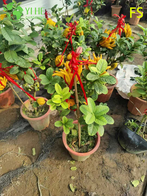 Aromatic Fingered Citron Buddha's Hand Live Tree for Export Bonsai