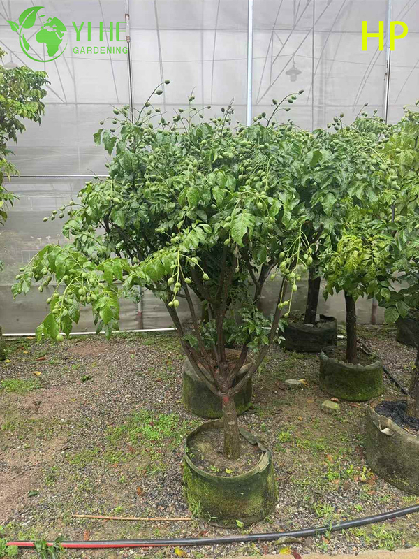 Drought-Resistant Pongamia Pinnata Tree for Landscaping and Biofuel Bonsai