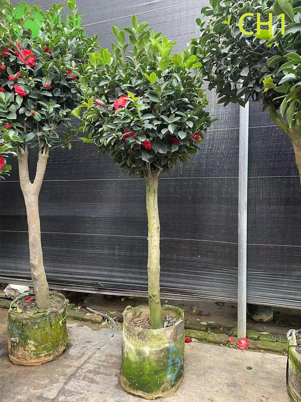 Wholesale Live Red Flowering Camellia Japonica Ornamental Shrub Bonsai
