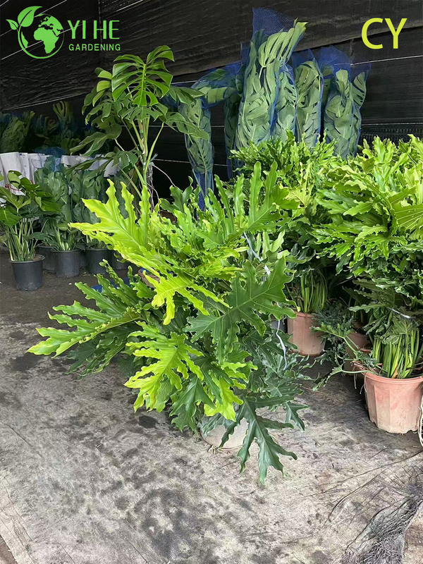 Lush Tropical Wholesale Hope Plant Thaumatophyllum Bipinnatifidum Bonsai