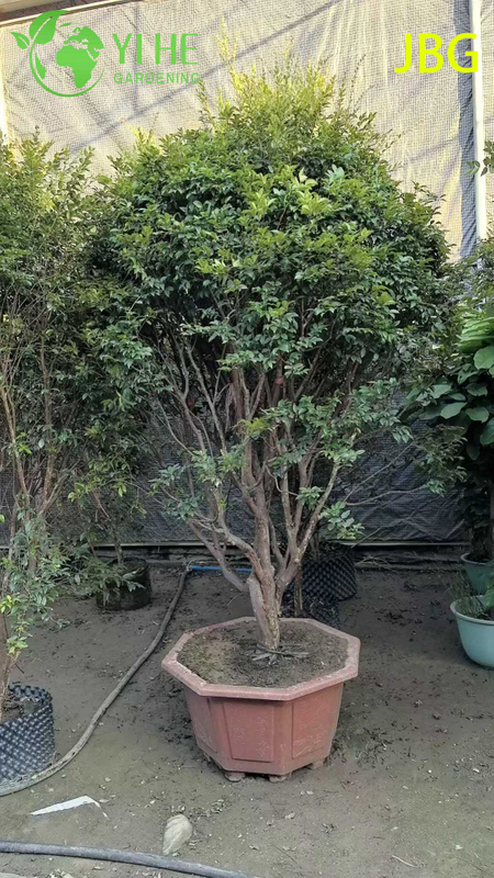 Lush Evergreen Jabuticaba Tree with Grape-like Edible Fruits Bonsai