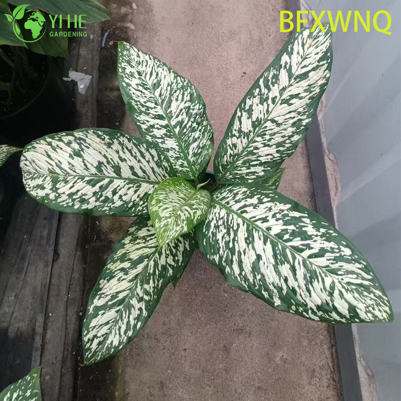 Wholesale Dieffenbachia Snowstorm Variegated Dumb Cane Plant Plug Seedlings
