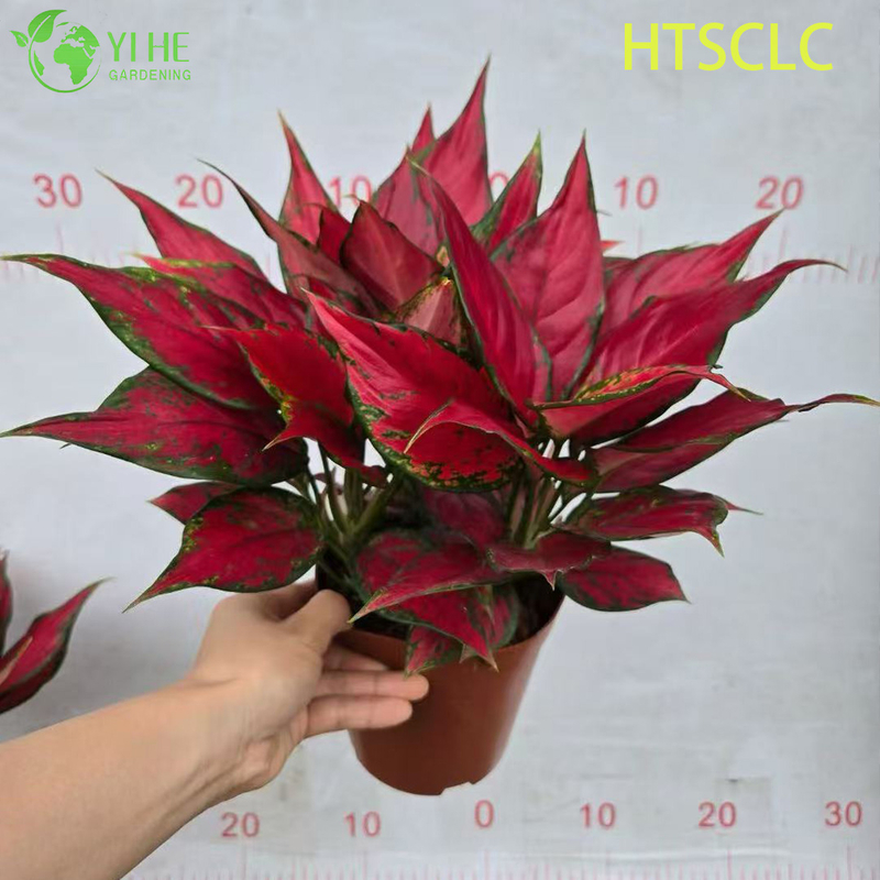 Wholesale Aglaonema Red Angel Live Chinese Evergreen Starter Plug Seedlings