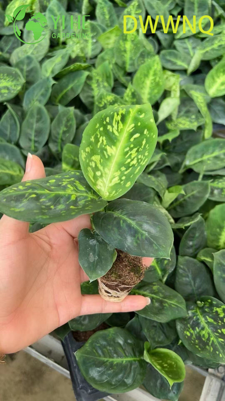 Wholesale Dieffenbachia Reflector Variegated Dumb Cane Starter Plant Seedlings