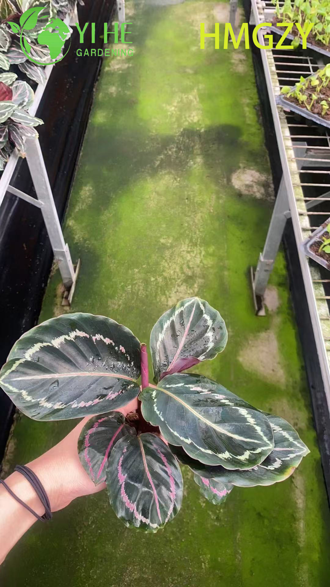 Wholesale Calathea Dottie Black Live Prayer Plant Starter Plug Seedlings