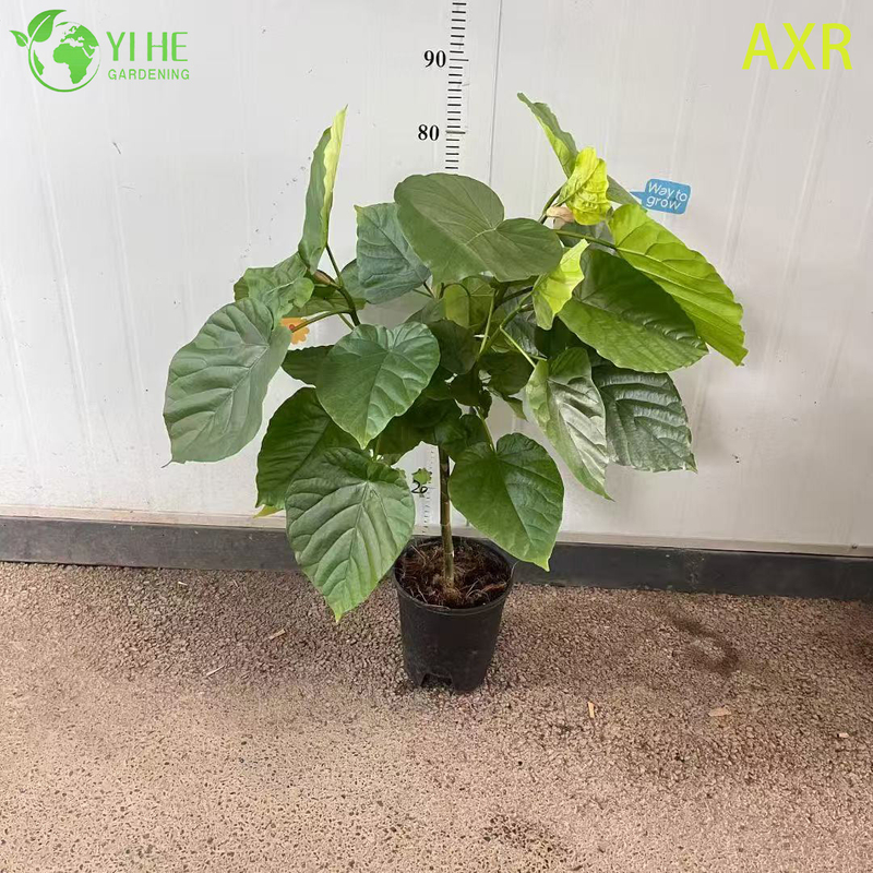 Wholesale Ficus Umbellata Heart-Leaf Fig Live Starter Plant Plug Seedlings