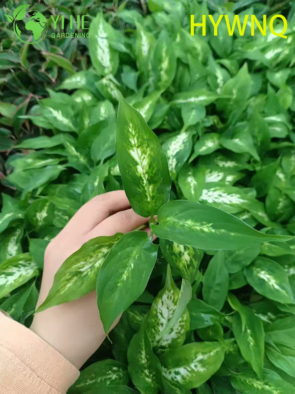 Wholesale Dieffenbachia Tropic Snow Live Dumb Cane Starter Plant Seedlings