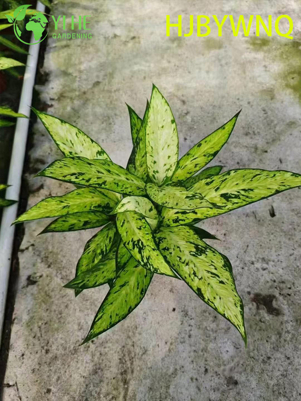Wholesale Dieffenbachia Star Bright Live Variegated Dumb Cane Plug Seedlings