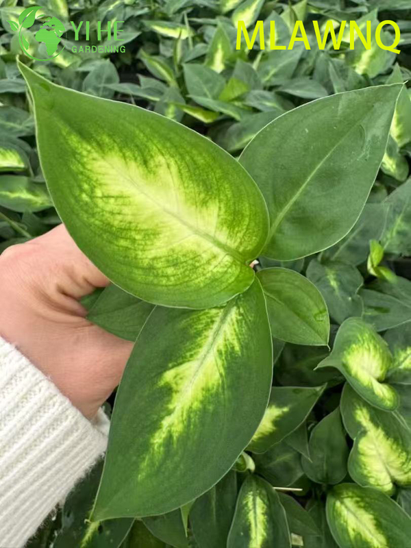 Wholesale Dieffenbachia Marianne Live Variegated Dumb Cane Plug Seedlings