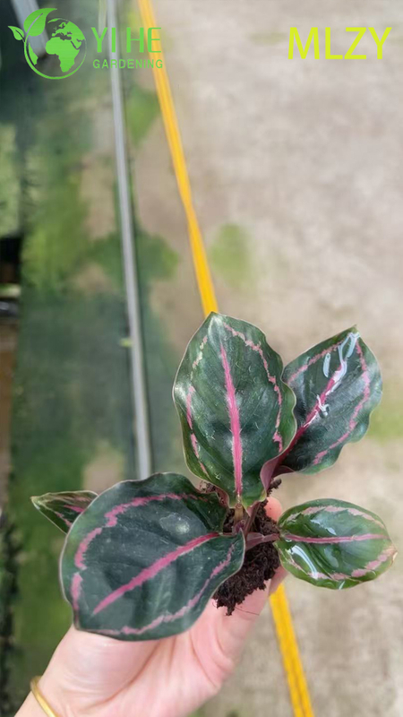 Wholesale Calathea Peacock Plant Live Prayer Plant Starter Plug Seedlings