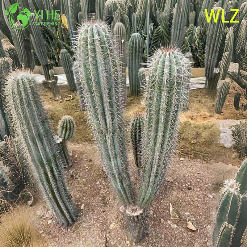 Large Golden Tower Parodia Columnar Cactus for Outdoor Landscaping Bonsai