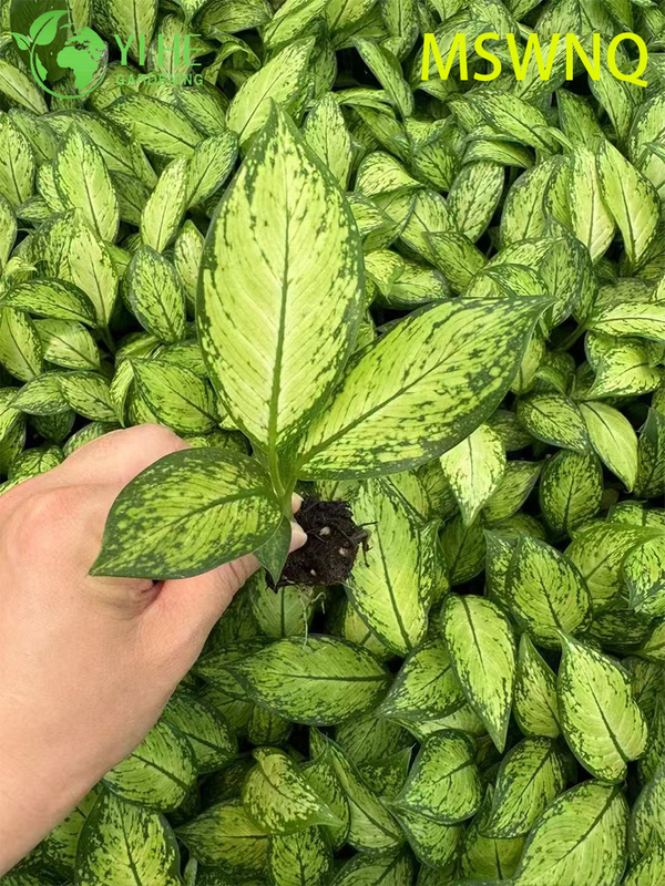 Wholesale Dieffenbachia Marsha Live Variegated Dumb Cane Plug Seedlings