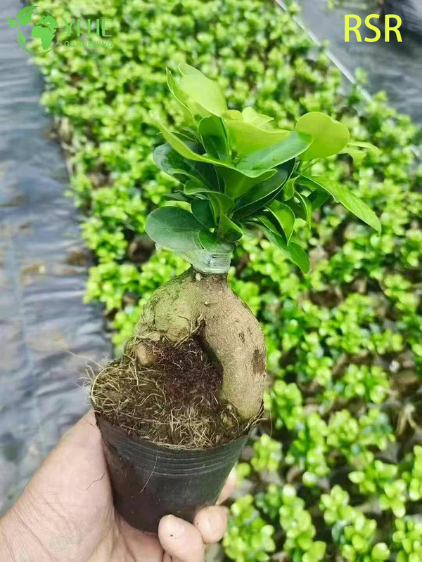 Live Ginseng Ficus Microcarpa An Indoor Bonsai Tree Plant
