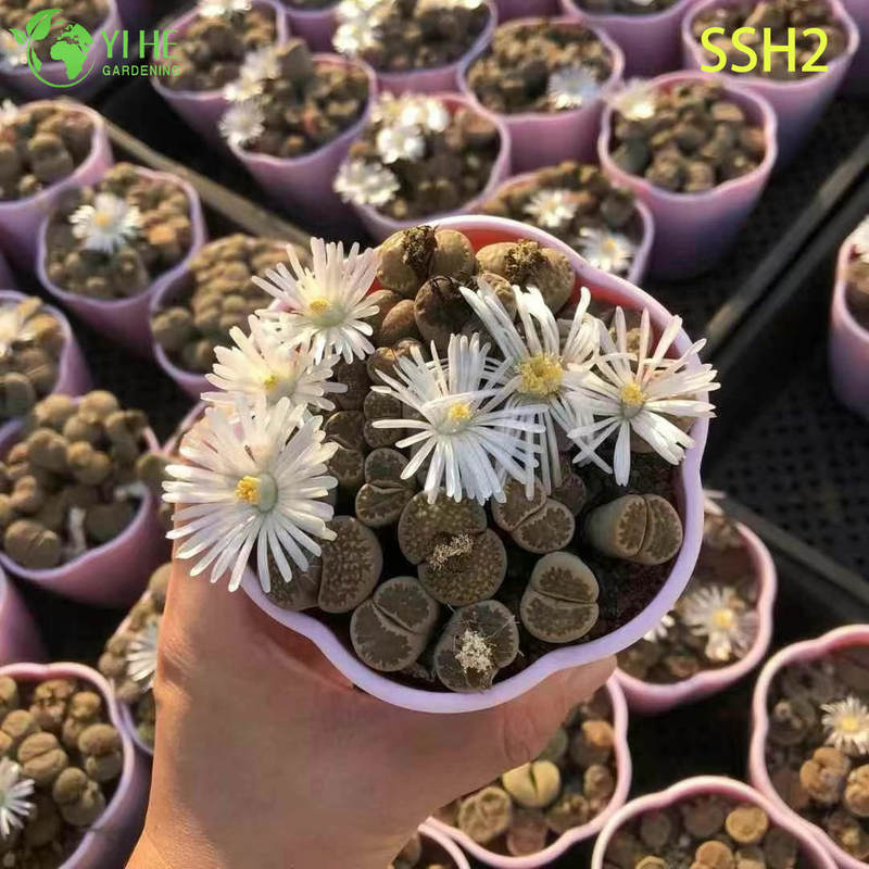 Wholesale White Flowering Lithops Living Stones Assorted Succulent Plant Bonsai