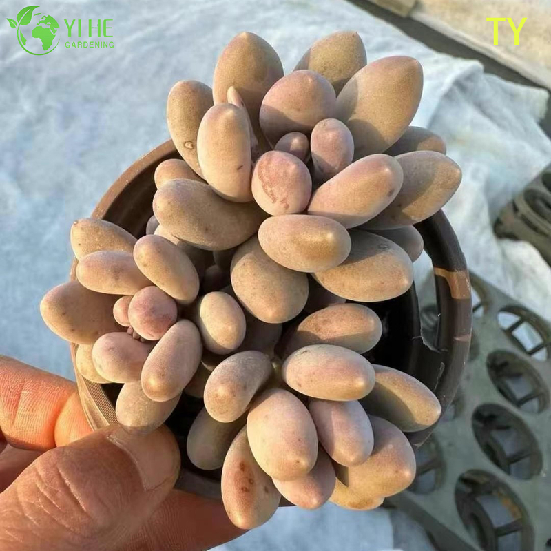 Wholesale Pink Moonstone Succulent Pachyphytum Live Plant Cluster Bonsai