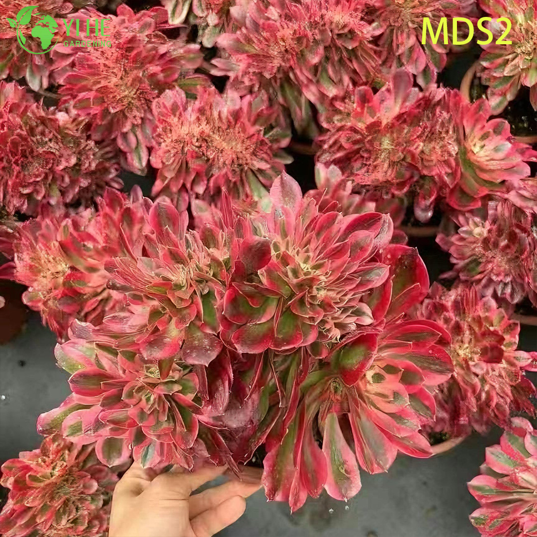 Wholesale Crested Aeonium Medusa Rare Cristate Succulent Live Plant Bonsai