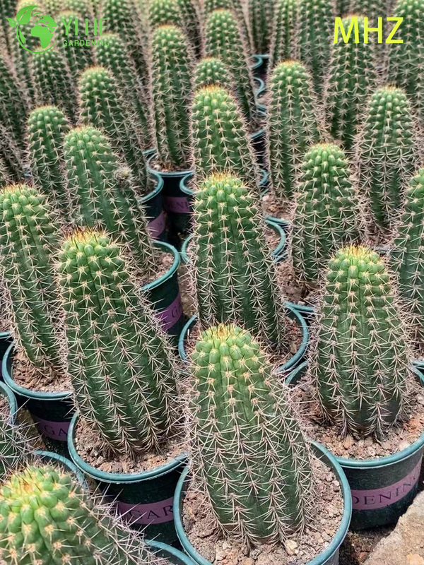 Wholesale Golden Ball Cactus Parodia Leninghausii Live Ornamental Plant Bonsai