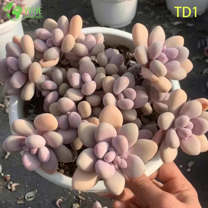 Wholesale Pink Moonstones Succulent Graptopetalum Amethystinum Live Plant Bonsai