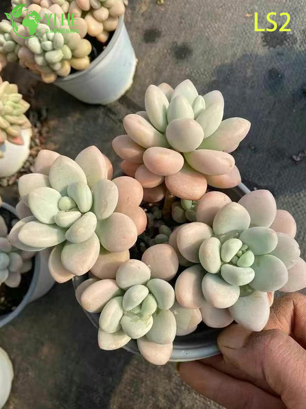 Live Apricot Glow Succulent Plant Wholesale Chubby Rosette Cluster Bonsai