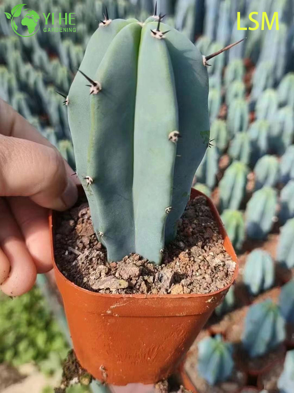 Wholesale Blue Myrtle Cactus Myrtillocactus Geometrizans Live Succulent Plant Bonsai