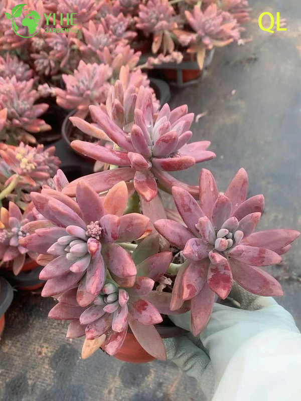 Wholesale Pink Peach Sunset Succulent Graptosedum Francesco Baldi Live Plant Bonsai