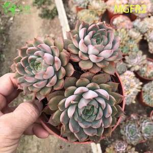 Wholesale Echeveria Madame Rose Succulent Cluster Live Plant Bonsai