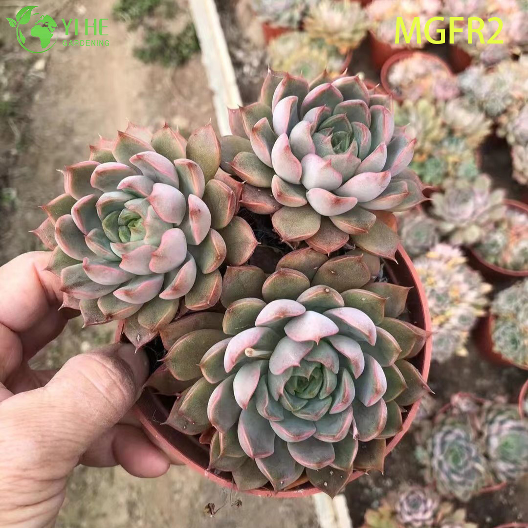 Wholesale Echeveria Madame Rose Succulent Cluster Live Plant Bonsai