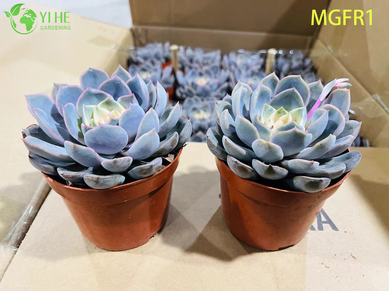 Wholesale Echeveria Madame Rose Live Succulent Lotus Plant Bonsai