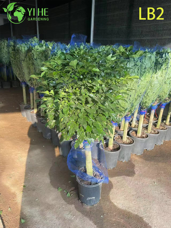 Single Ball Topiary China Doll Standard Wholesale Radermachera Tree Indoor Foliage Tree