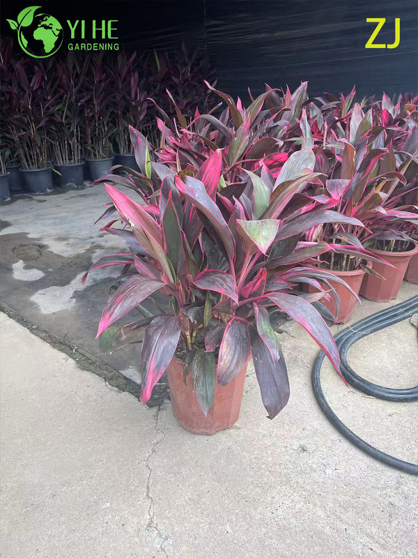 Wholesale Hot Pink Cordyline Ti Plant Live Tropical Foliage Bonsai