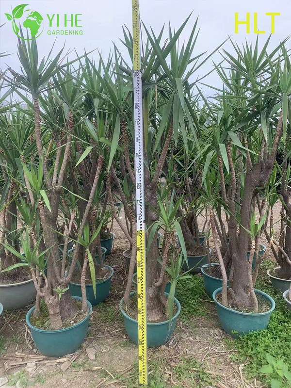 Wholesale Multi-Stem Yucca Cane Tree Live Indoor Houseplant Bonsai