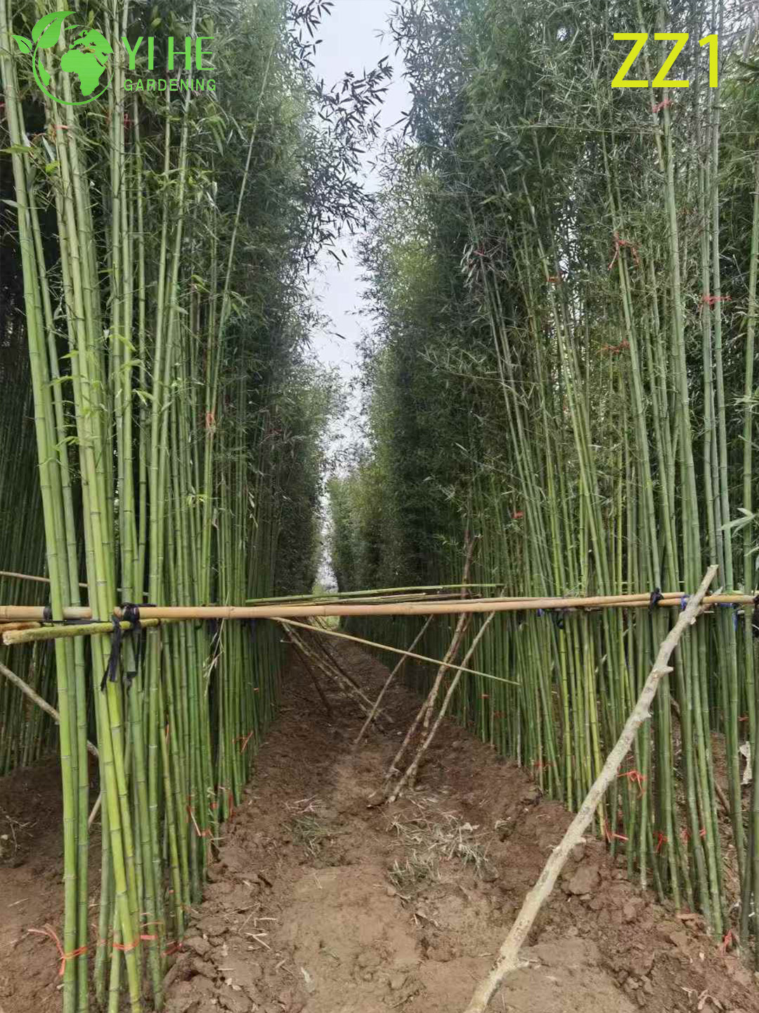 Wholesale Live Bamboo Plant Canes for Garden Privacy Screen Bonsai