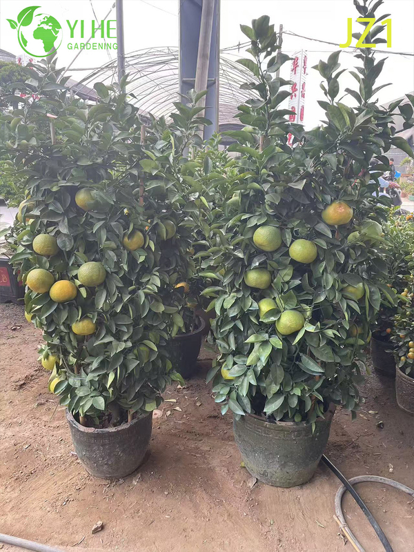 Wholesale Potted Orange Tree Live Fruiting Edible Citrus Plant Bonsai