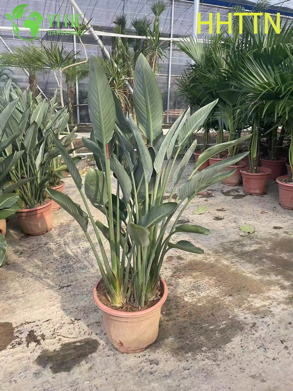 Wholesale Yellow Bird of Paradise Live Strelitzia Tropical Plant Bonsai