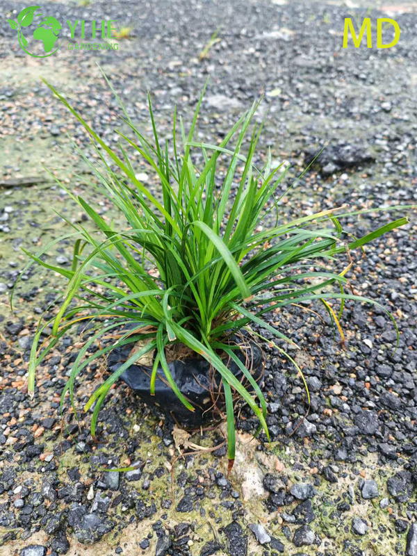 Wholesale Variegated Liriope Lilyturf Live Flowering Groundcover Bonsai