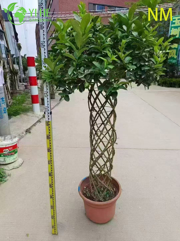 Wholesale Lemon Patio Tree Standard Live Fruiting Citrus Plant Bonsai