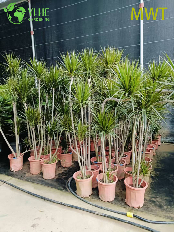 Wholesale Red-Edged Dracaena Marginata Live Multi-Stem Plant Bonsai