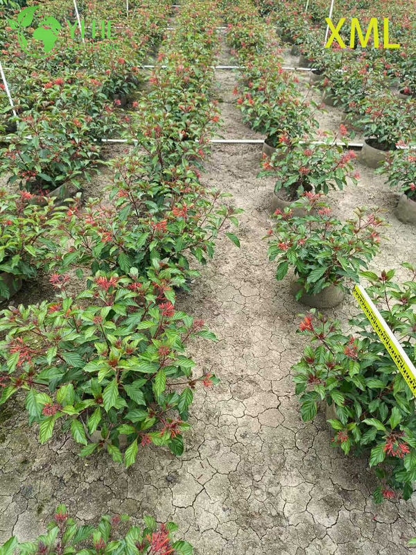 Wholesale Red Firebush Hamelia Live Hummingbird Garden Shrub Bonsai