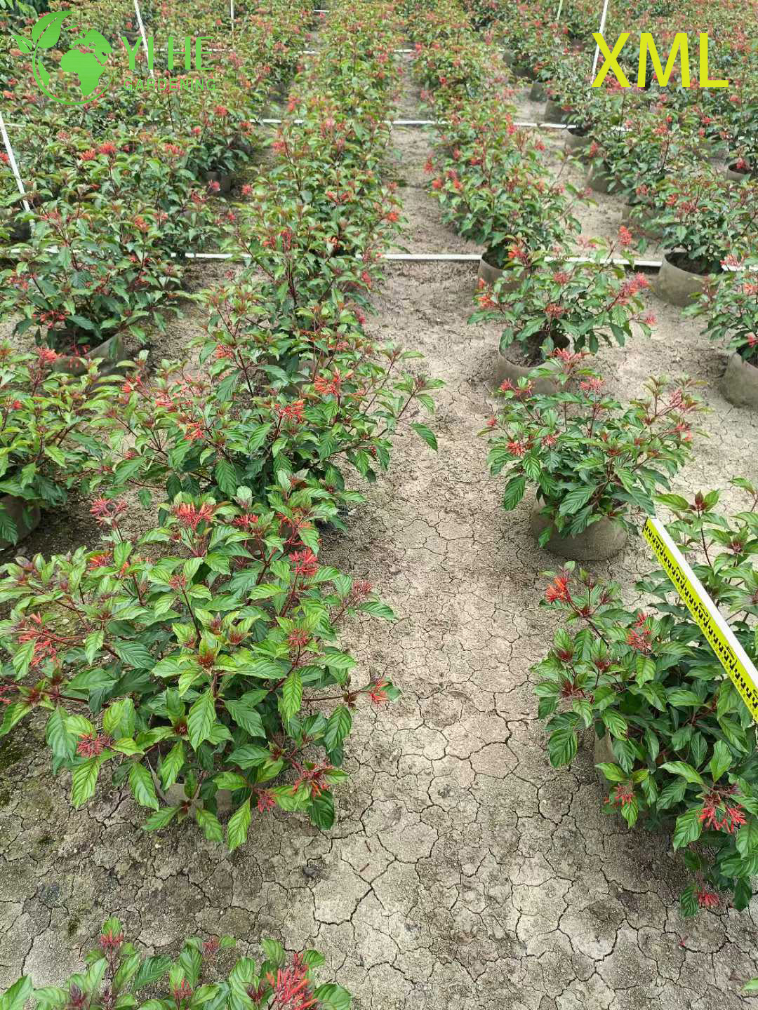 Wholesale Red Firebush Hamelia Live Hummingbird Garden Shrub Bonsai
