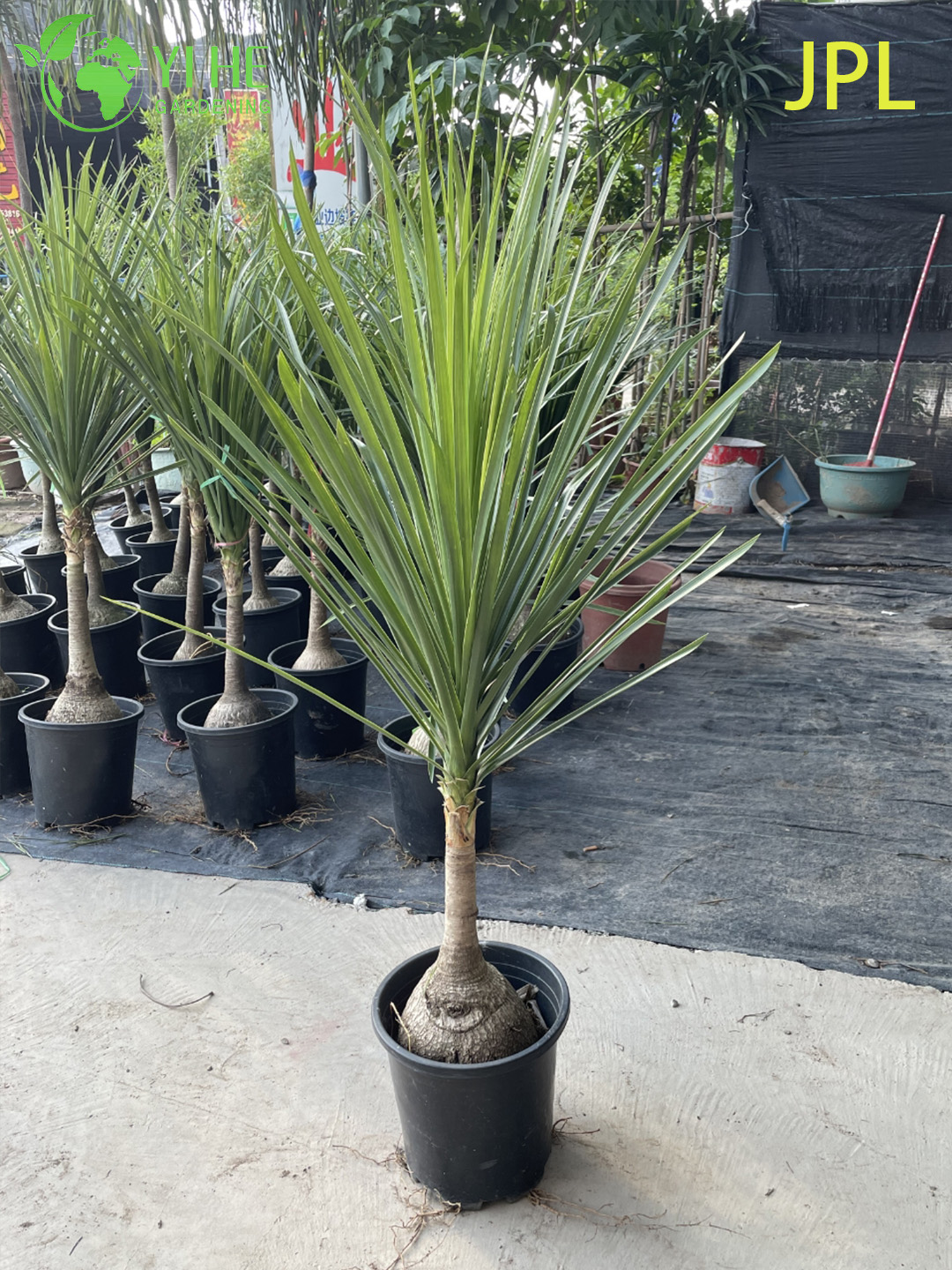 Wholesale Ponytail Palm Elephant's Foot Live Beaucarnea Plant Bonsai