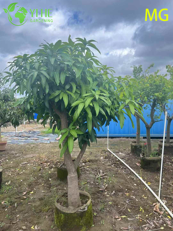 Grafted Live Mango Indica Tree with Sweet Tropical Golden Fruits Bonsai